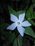 Vinca difformis subsp. difformis